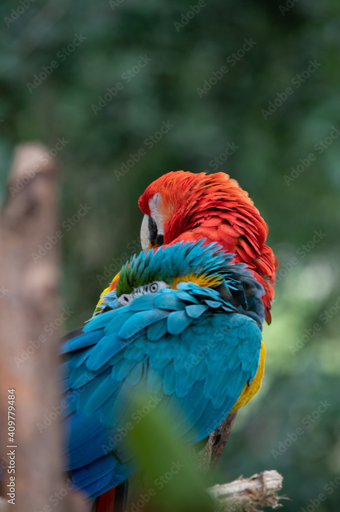 Macaw