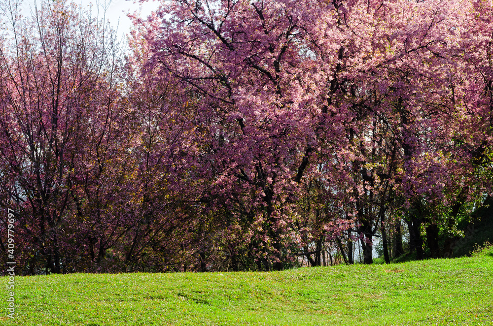Fototapeta premium Prunus cerasoides or Wild Himalayan Cherry bloomming