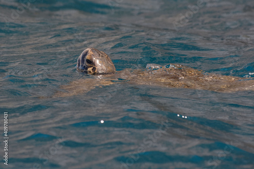 Green sea turtle (Chelonia mydas) breathing on the surface - San Cristobal Island, Galapagos