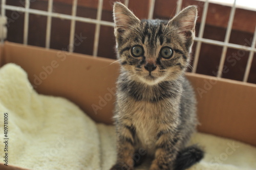 我が家にとても可愛いくてまん丸目の迷子の子猫がやって来た