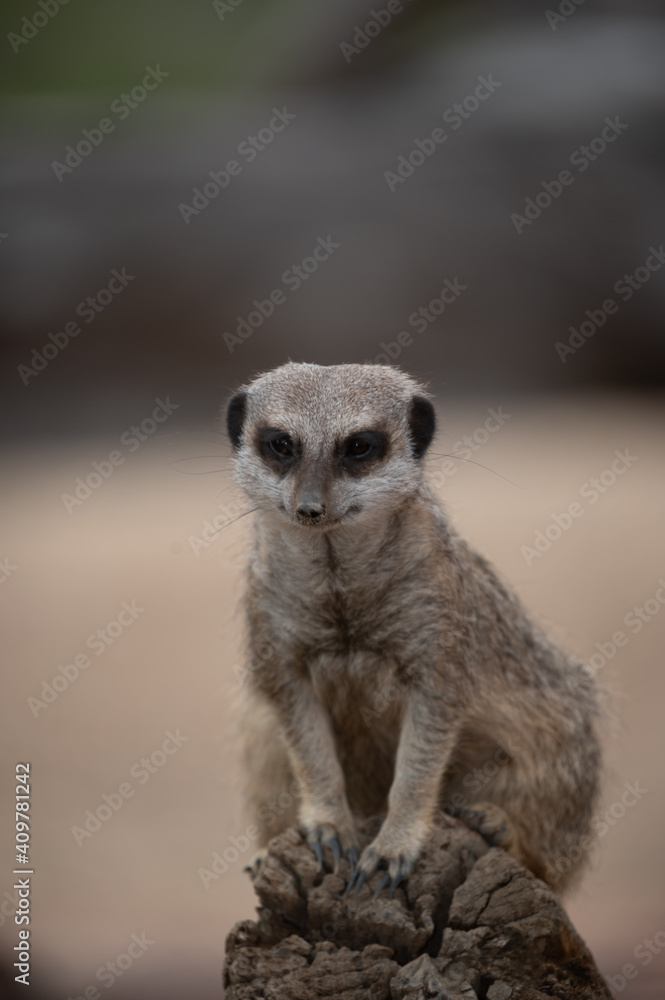 Fototapeta premium Meerkat on guard
