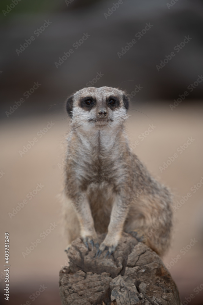 Fototapeta premium Meerkat on guard