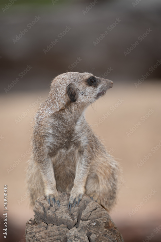 Fototapeta premium Meerkat on guard