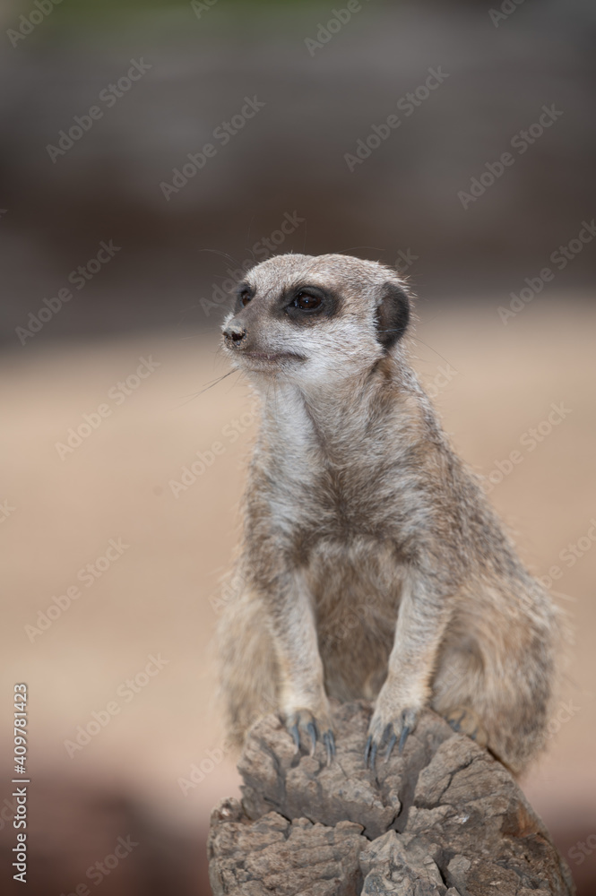 Meerkat on guard Meerkat on guard