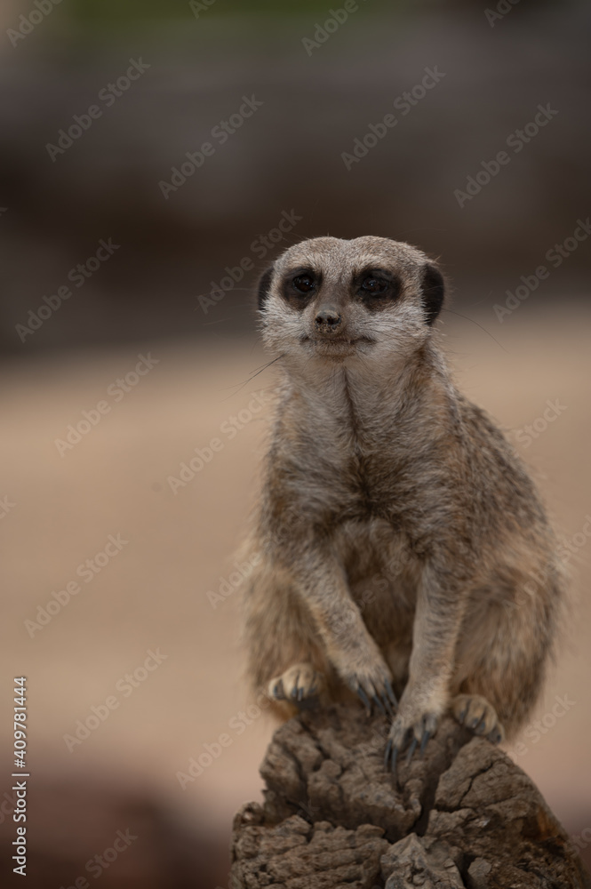 Meerkat on guard Meerkat on guard