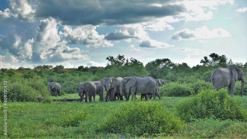 A family of elephants walks and grazes on the green grass of the savannah. There are dense bushes all around. There are beautiful cumulus clouds in the blue sky. Summer day in Botswana. Chobe park A family of elephants walks and grazes on the green grass of the savannah. There are dense bushes all around. There are beautiful cumulus clouds in the blue sky. Summer day in Botswana. Chobe park