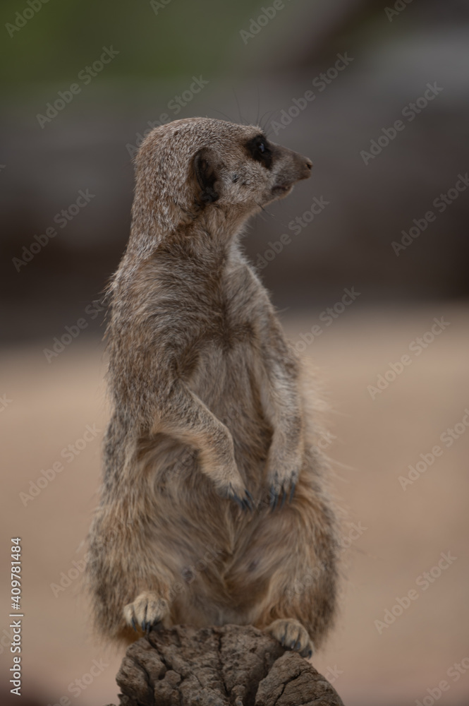 Fototapeta premium Meerkat on guard