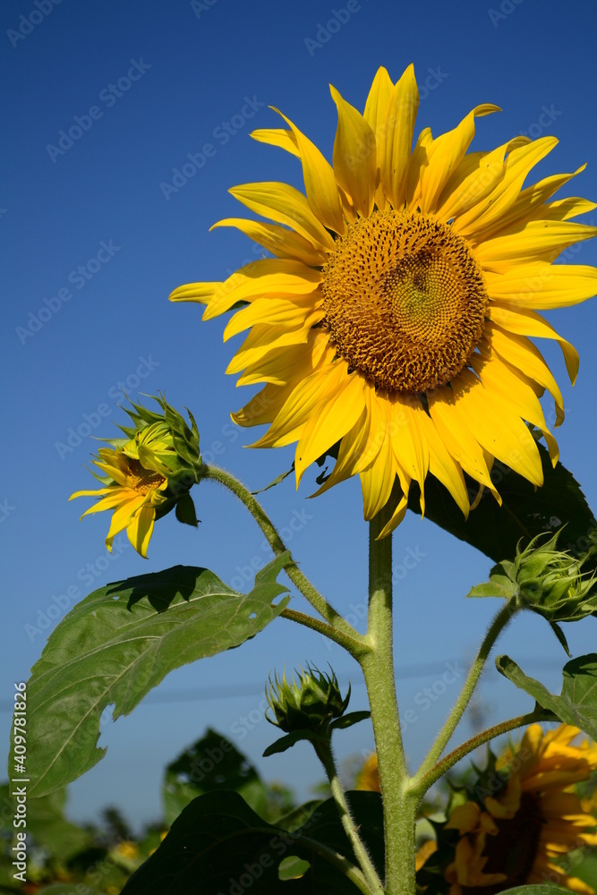 Yellow sunflowers in the sun are full of vitality Yellow sunflowers in the sun are full of vitality