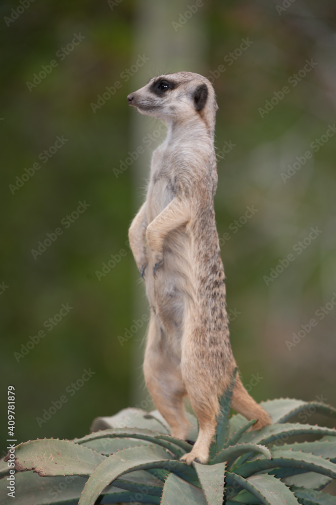 Fototapeta premium meerkat on guard