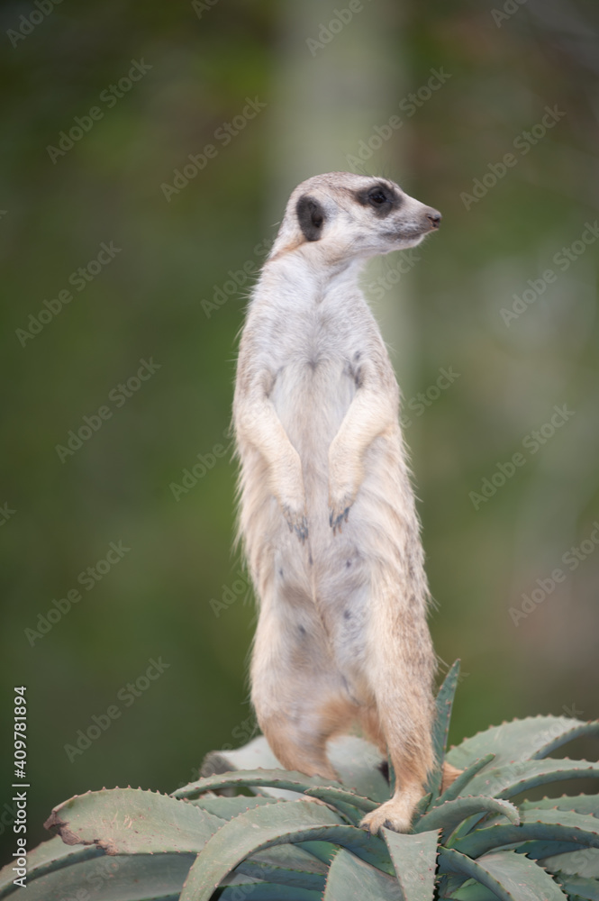 meerkat on guard