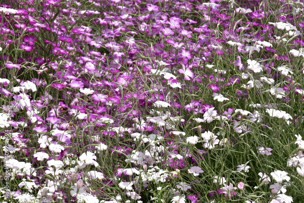 Naklejka premium ムギセンノウ