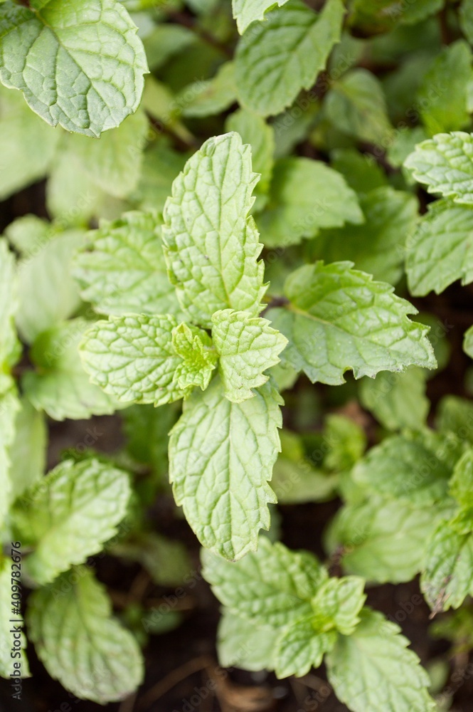 close up kitchen mint plants in nature garden