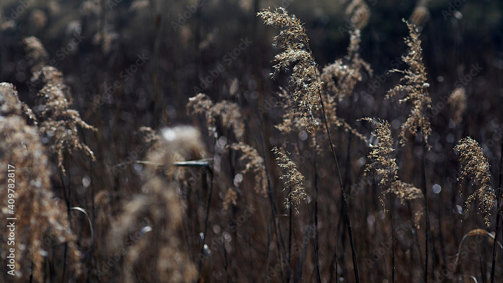 reeds in the wind reeds in the wind