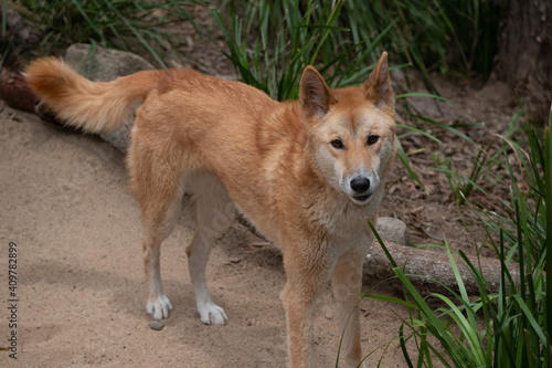 Dingo © Dynea Chapman