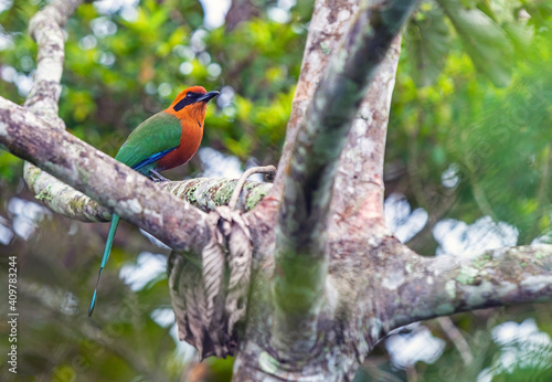 Rufous motmot (Baryphthengus martii) on a branch in the cloud forest of Mindo near Quito, Ecuador. photo