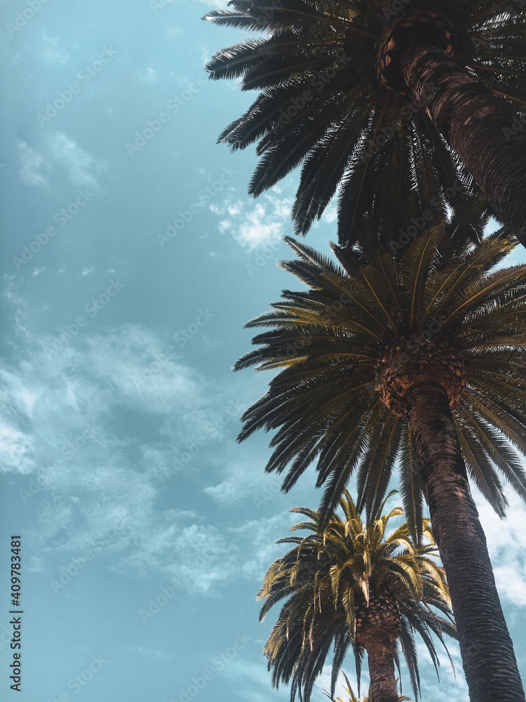 tall palm trees with blue cloudy sky
