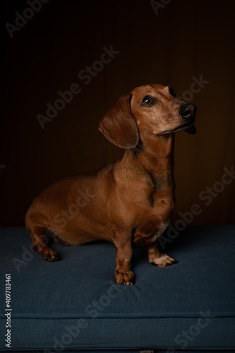 portrait of a dachshund © Dynea Chapman