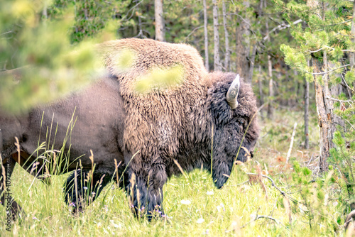 bison walking in yellowstone national park photo