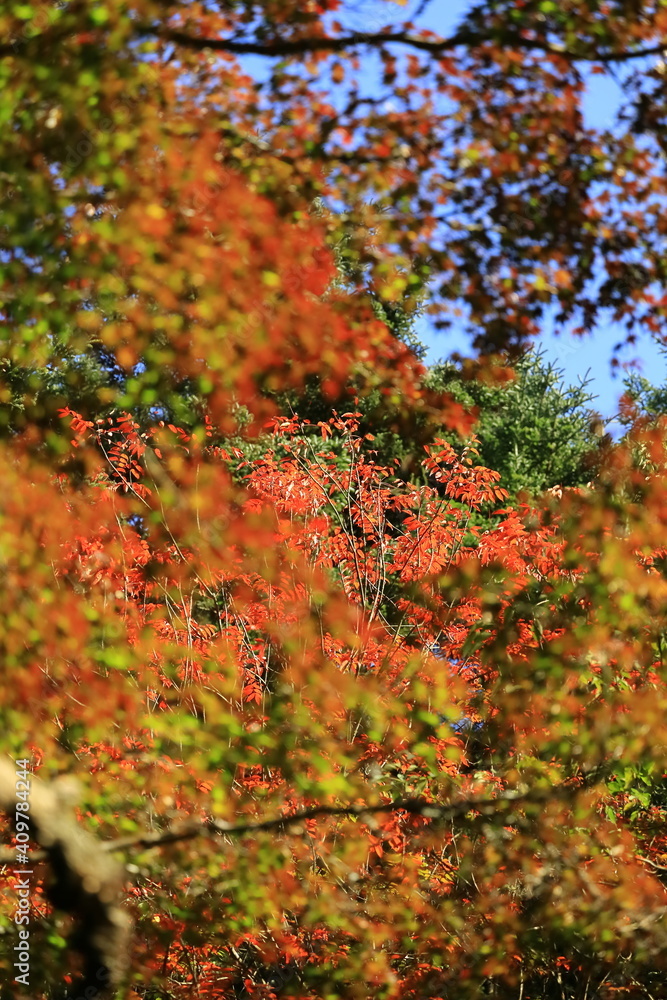 11月広島宮島、紅葉ピント遊び。 11月広島宮島、紅葉ピント遊び。