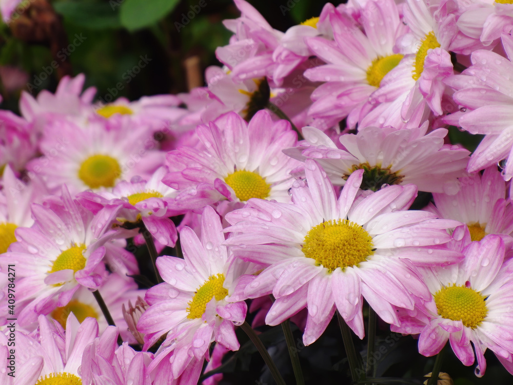 Close up shot of many chrysanthemum blossom Close up shot of many chrysanthemum blossom