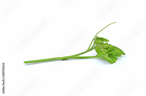 Green pumpkin leaves and stalk on white isolated background, vegetable for eat in Thailand.