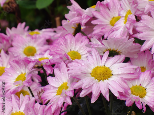 Close up shot of many chrysanthemum blossom