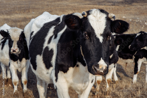 Herd of black and white cows in the autumn field. The cows stand in a wedge. The animals are clean and well-groomed. The land is dry without grass. High quality photo