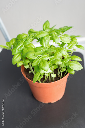 Green basil herb growing in pot at balcony. Growing herbs at home concept