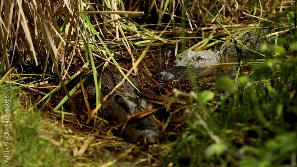 Hard to see camouflaged crocodiles relaxing in swamp water. Hard to see camouflaged crocodiles relaxing in swamp water.