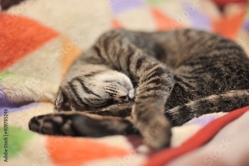 

毛布の上で熟睡している我が家の子猫の姿
