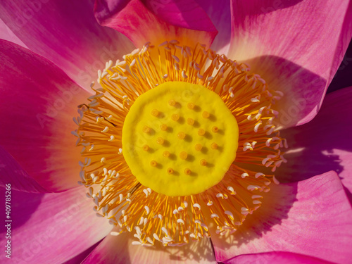 Close up shot of lotus blossom