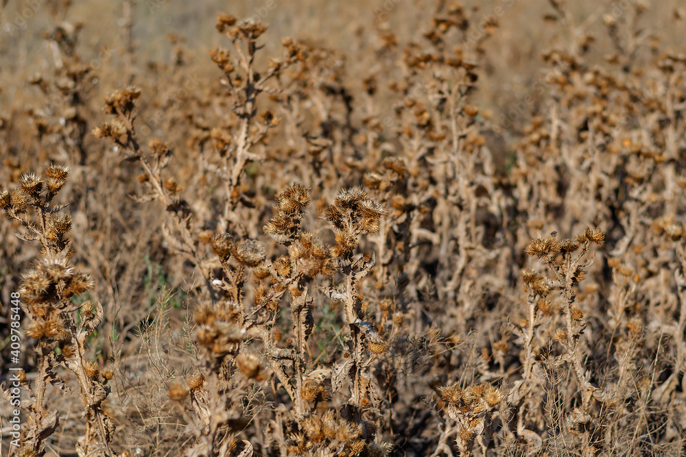 Dry thistle bushes, background. Dry thistle bushes, background.