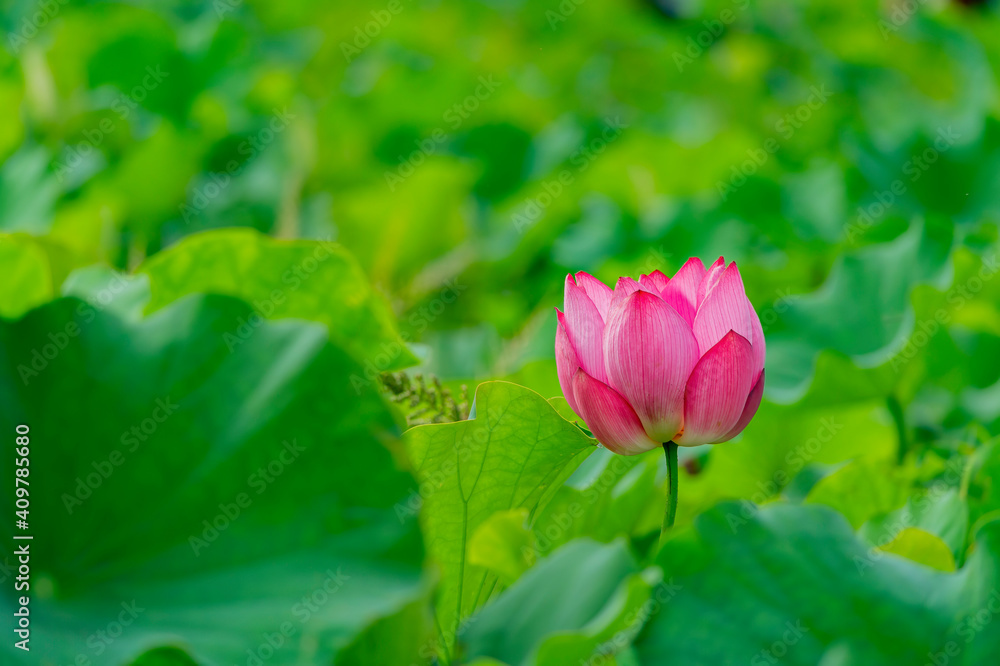 Close up shot of lotus blossom