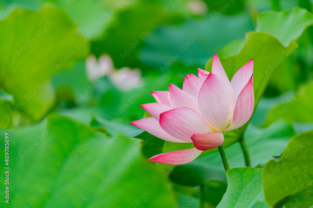 Close up shot of lotus blossom