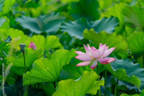 Close up shot of lotus blossom