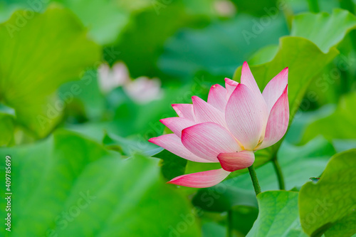 Close up shot of lotus blossom