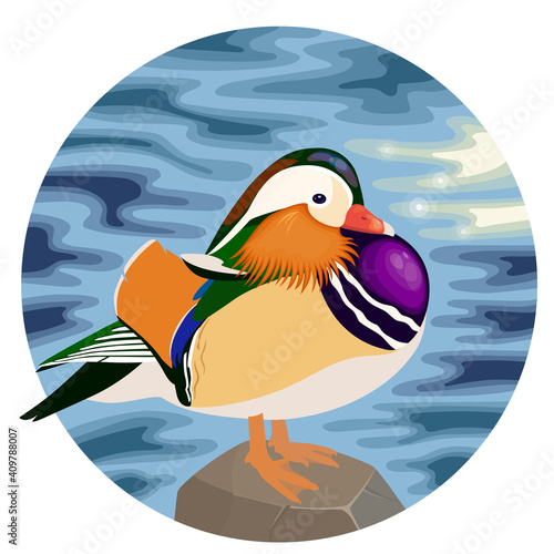 Mandarin duck on round water background, vector illustration of mandarin drake standing on stone