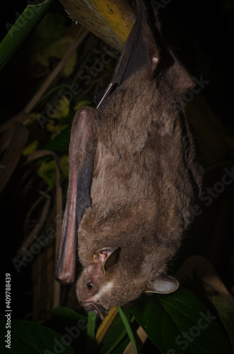 Great fruit-eating bat (Artibeus lituratus) back photo