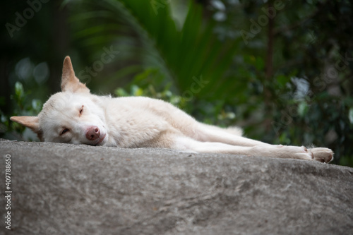 White Dingo © Dynea Chapman