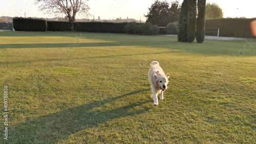 Happy disabled dog with one eye running around on grass field in garden during beautiful weather outdoors. Tracking shot. photo