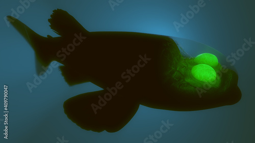 Foto Deep Sea Barreleye Fish, 3D rendered