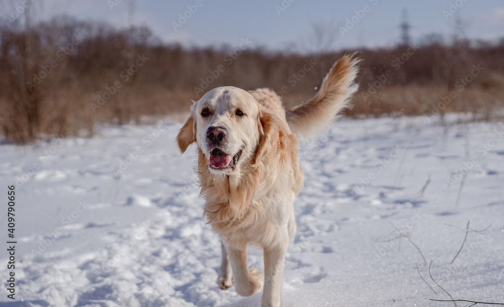 Golden retriever dog on winter nature