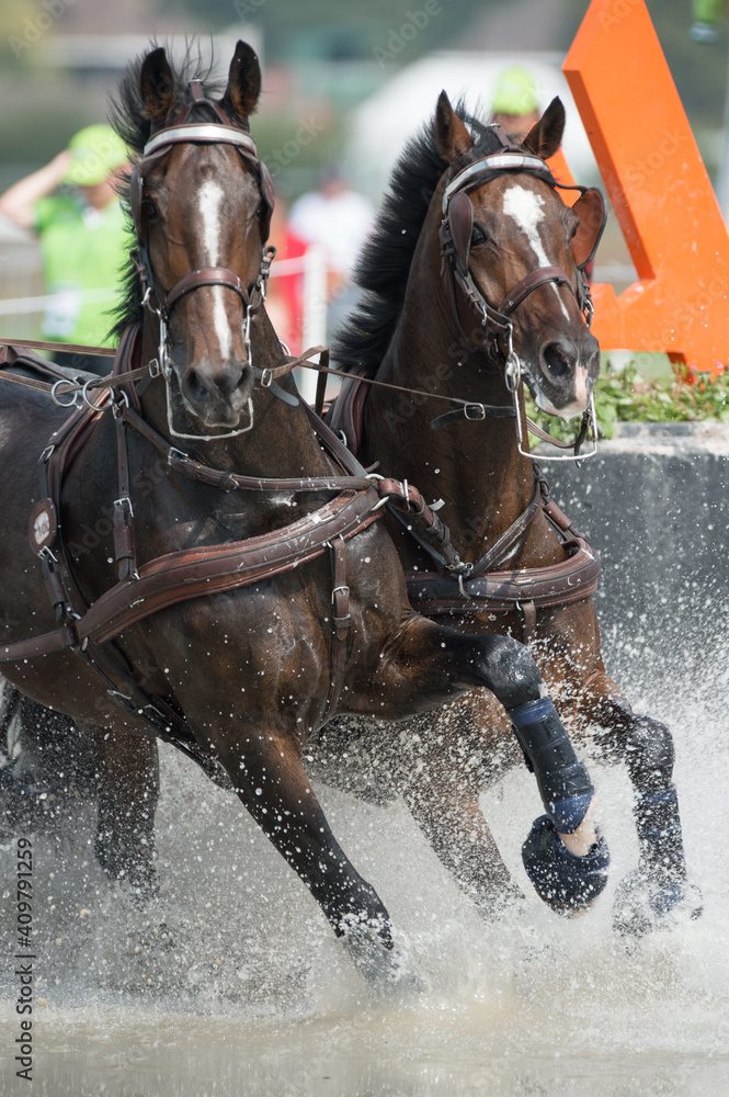 two bay carriage driving horses competing in four in hand driving competition going through