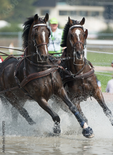 two bay carriage driving horses with white blazes competing in four in hand driving competition going through water obstacle wearing full harness and leg protection vertical format