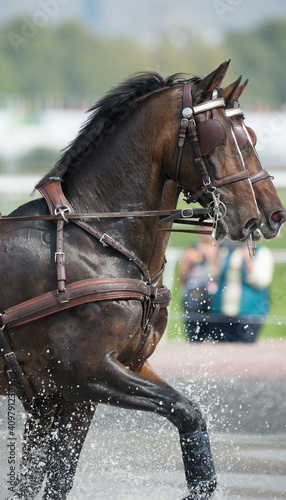 two bay carriage driving horses competing in four in hand driving competition going through water obstacle wearing full harness and leg protection vertical format