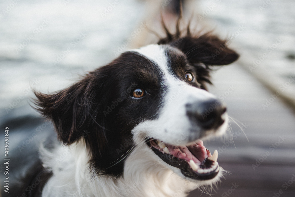 border collie dog border collie dog