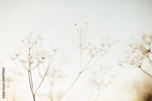 Beautiful landscape winter color photo of plants in the snow. Delicate stems of dried flowers close-up.