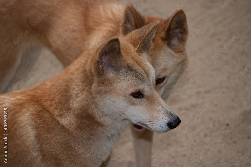 Dingo