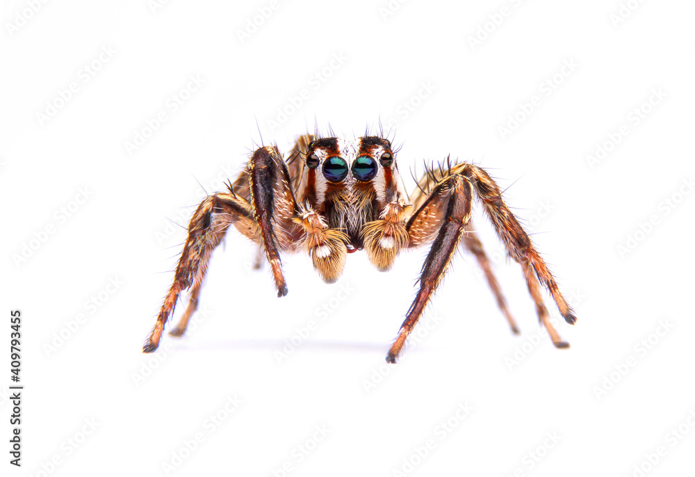 jumping spider isolated on white background. jumping spider isolated on white background.