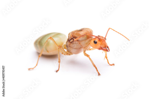 Queen Red Ant. Queen isolated on white background.